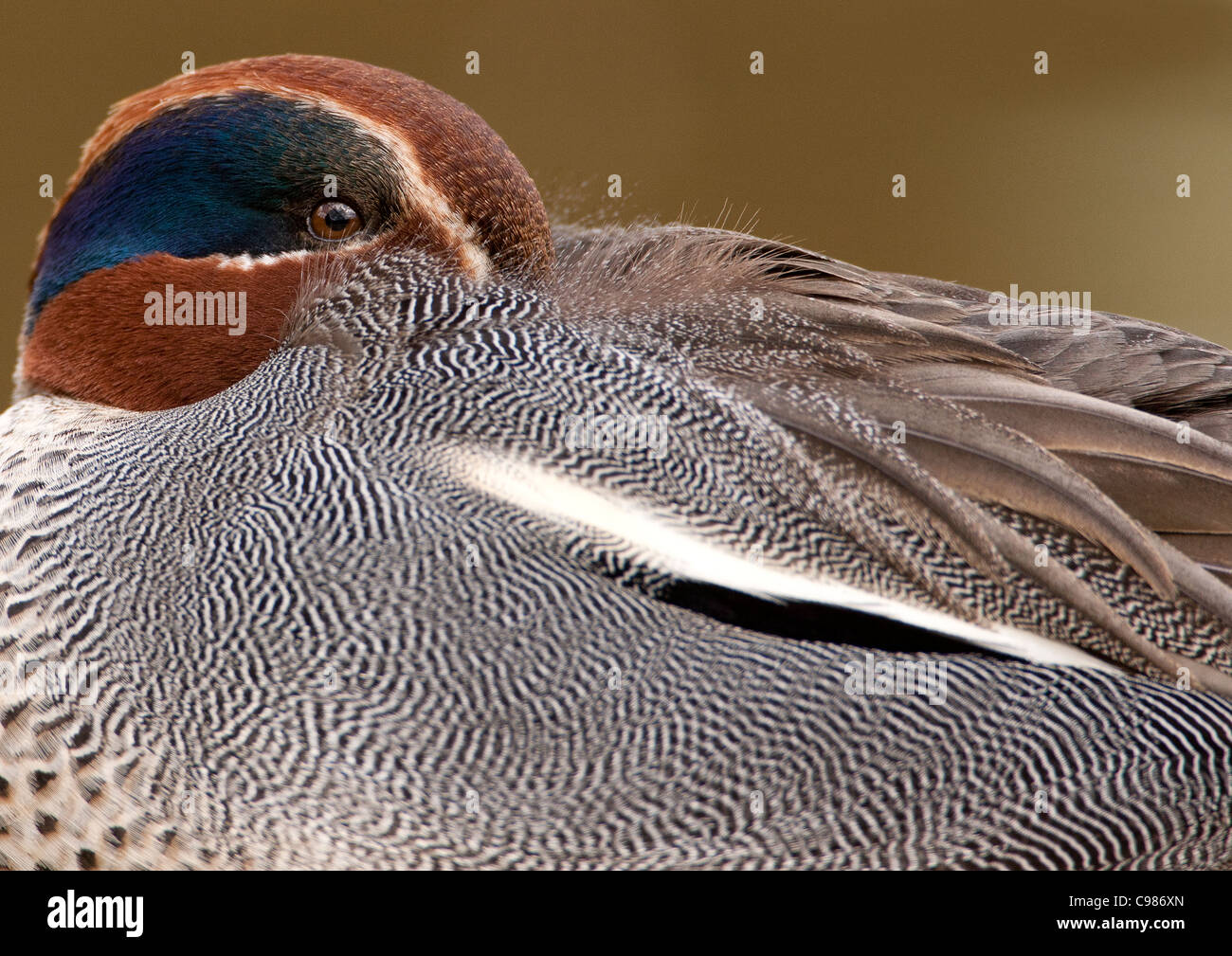 Close up of Teal Stock Photo