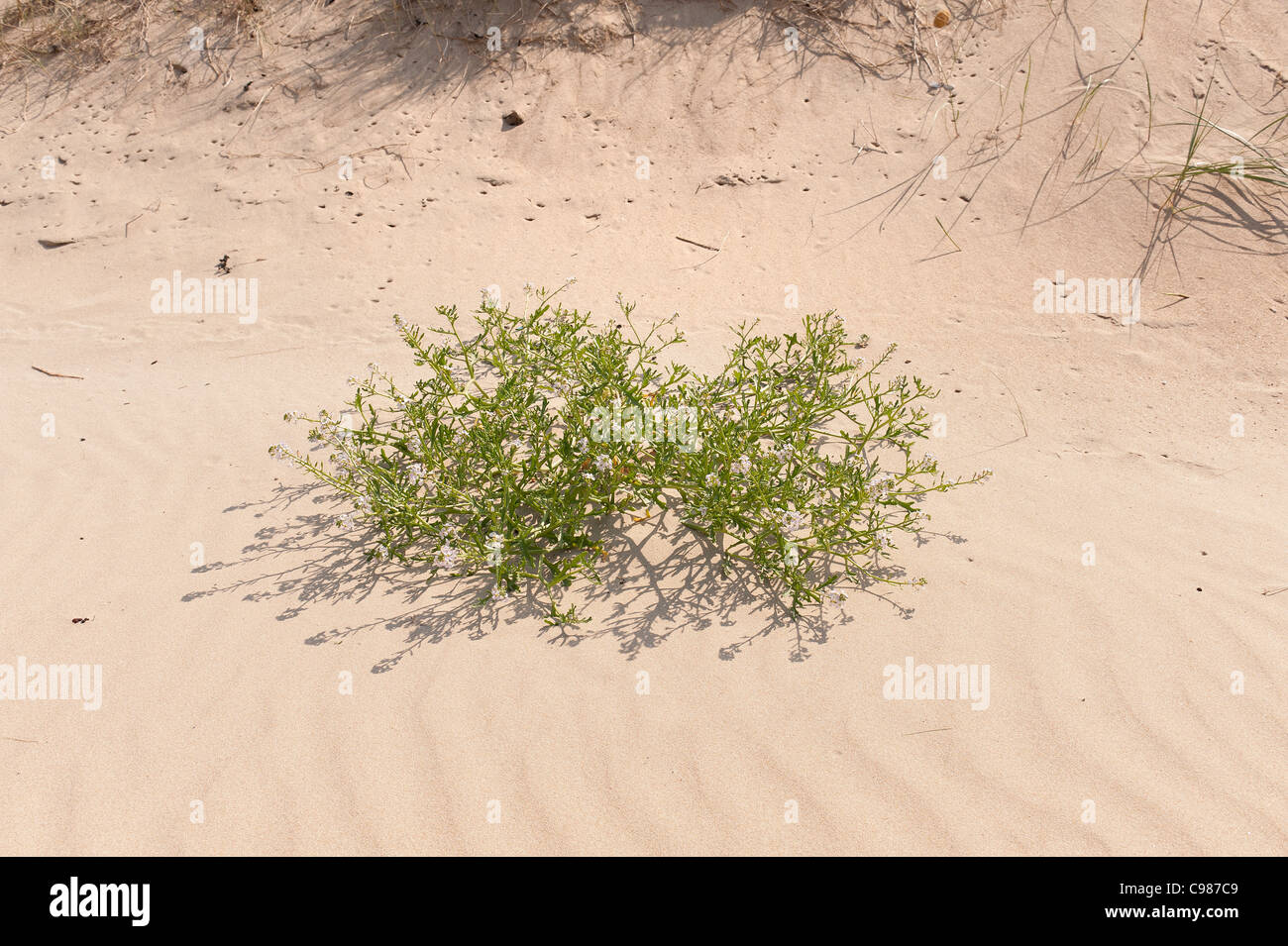 Succulent plant Cakile Maritima growing on sand dune starting to colonize the beach dune interface Stock Photo