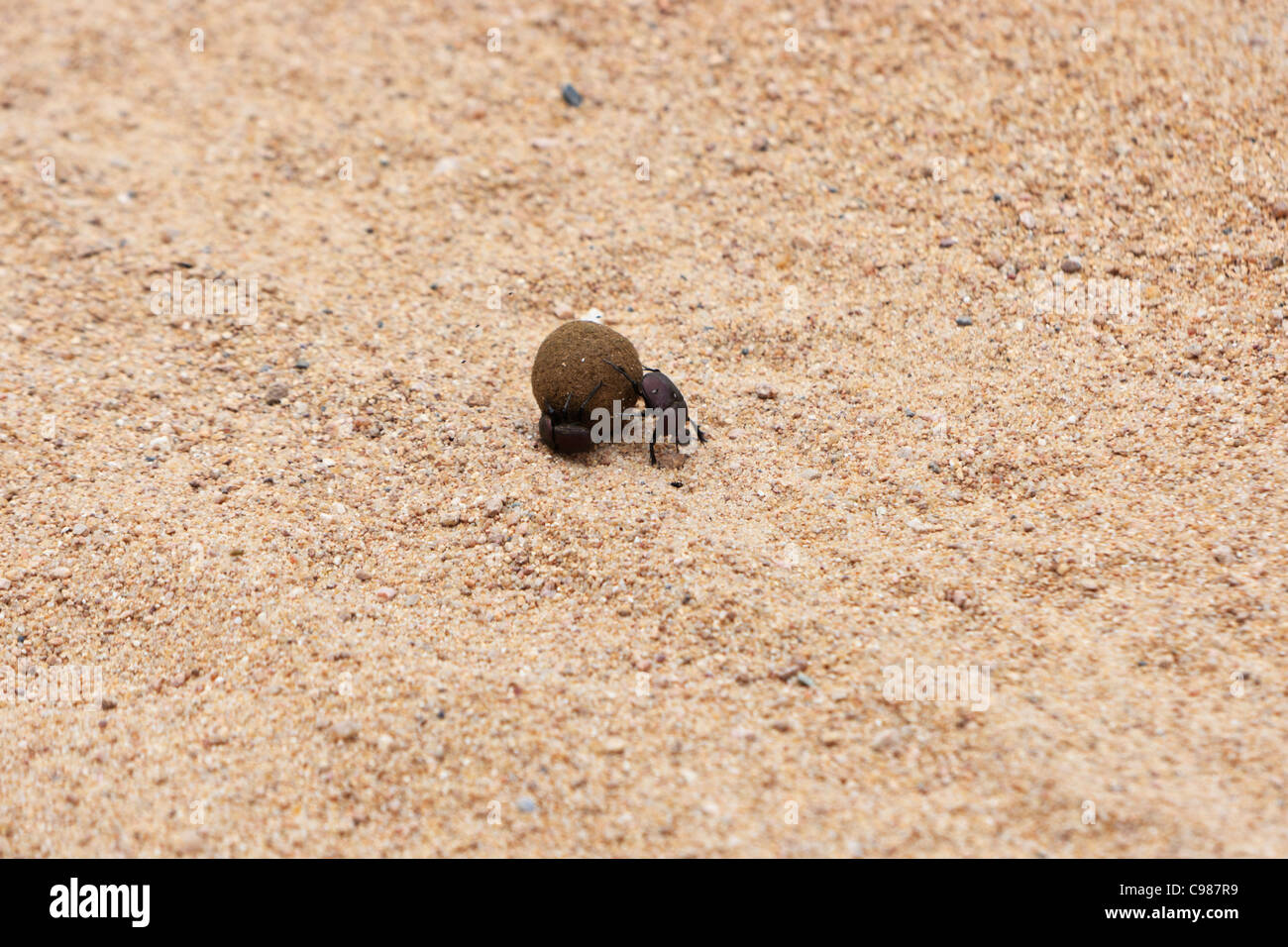 Dung beetles (Scarabaeidae coprinae) male pushing, female on the side roll their collected dung ball. Stock Photo