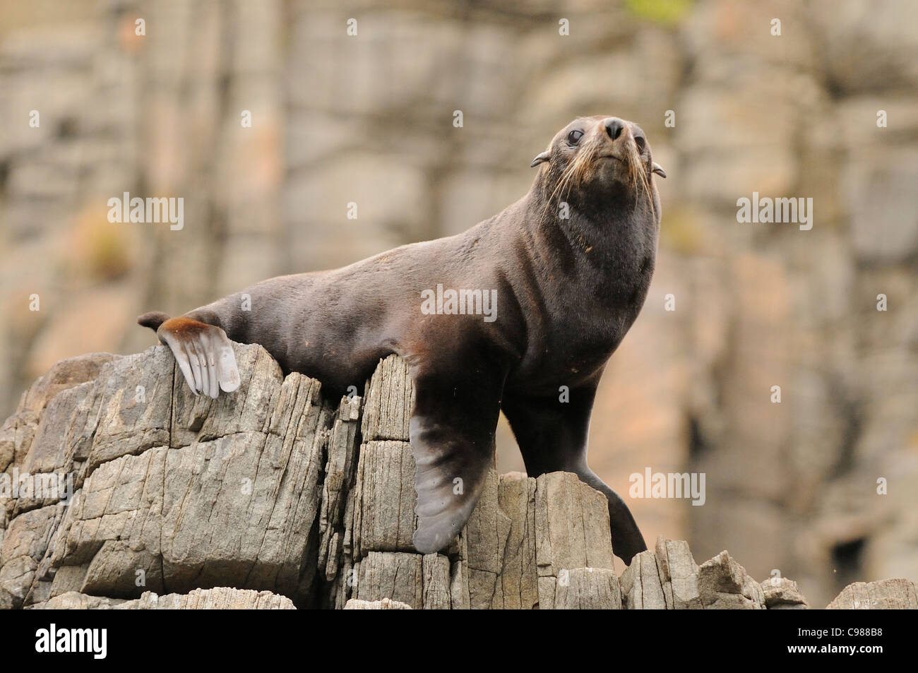 New Zealand Fur Seal Arctocephalus forsteri Photographed in Tasmania, Australia Stock Photo