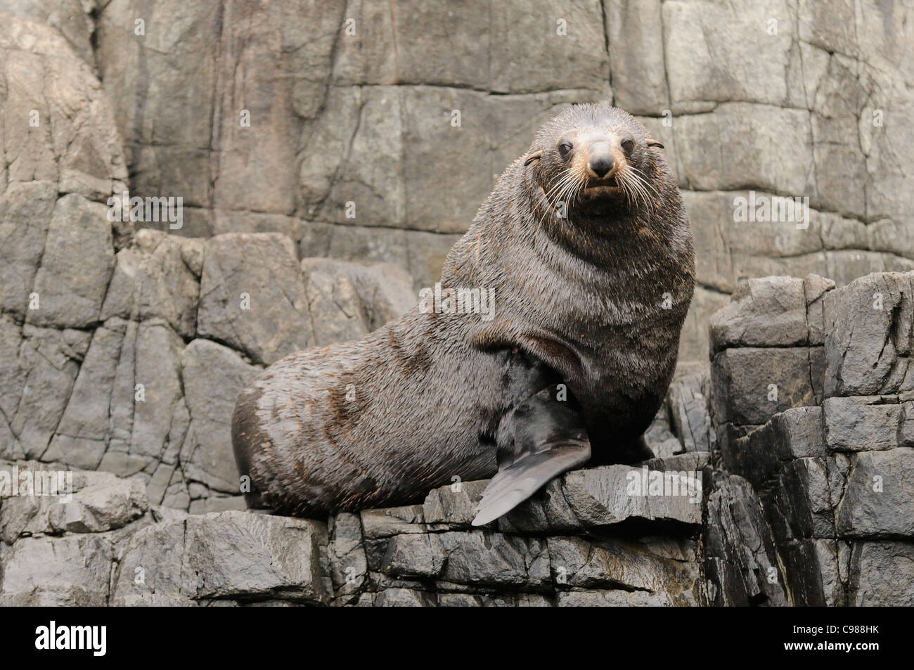 New Zealand Fur Seal Arctocephalus forsteri Adult Male Photographed in Tasmania, Australia Stock Photo