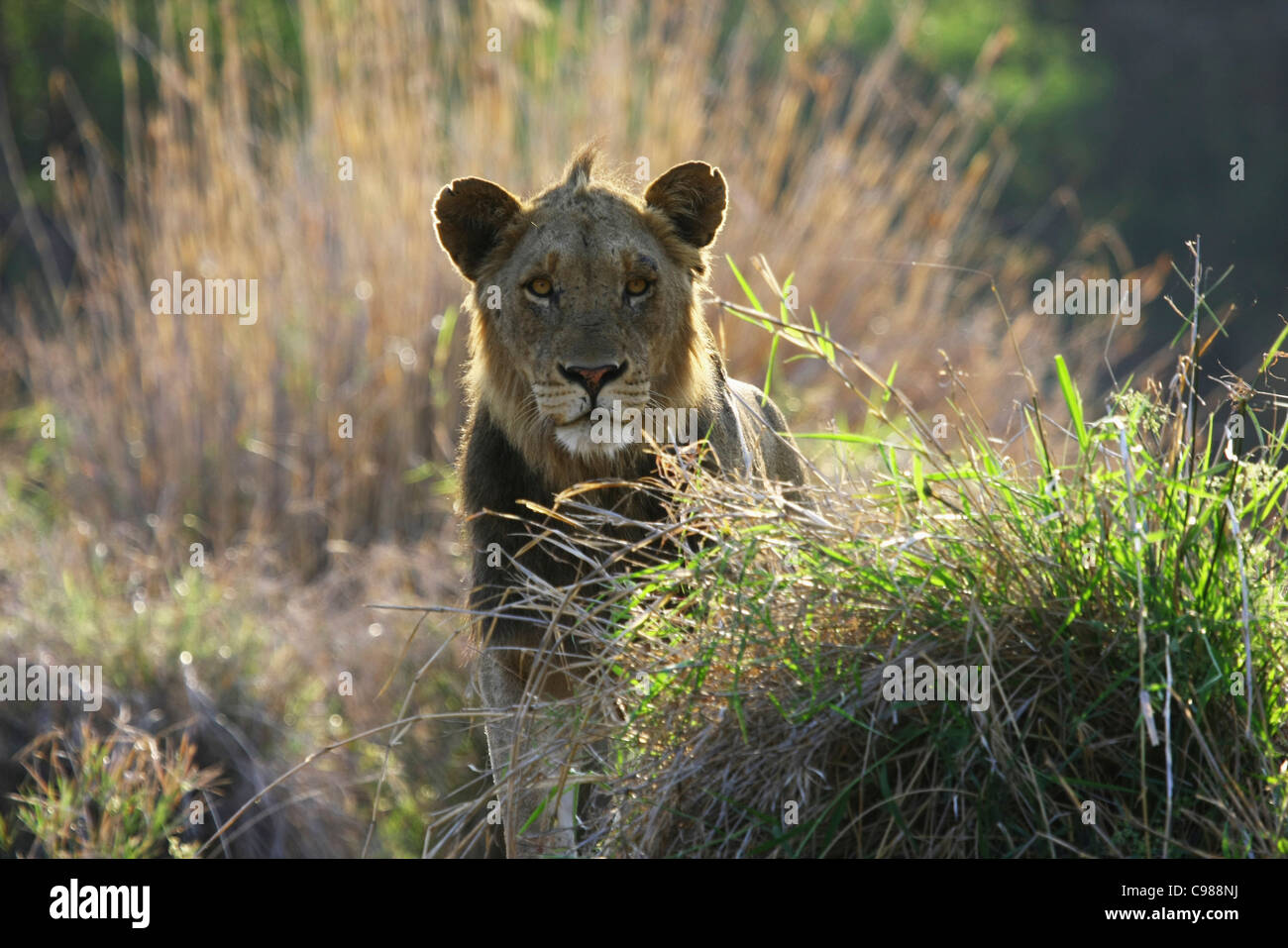 Frontal view of a male lion standing behind a clump of grass Stock Photo
