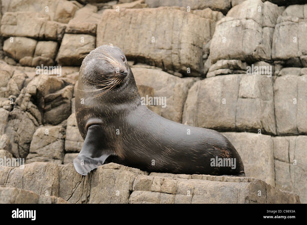New Zealand Fur Seal Arctocephalus forsteri Female Photographed in Tasmania, Australia Stock Photo