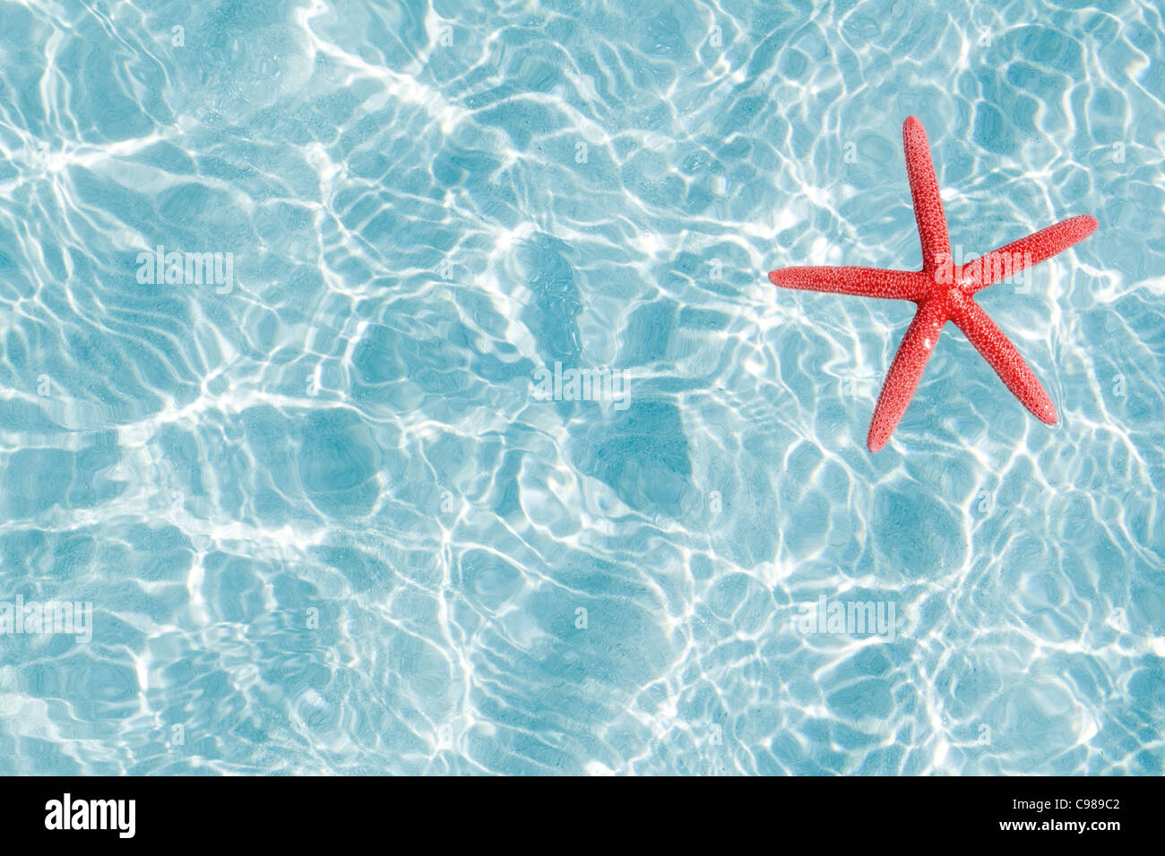 beautiful starfish in blue water Stock Photo