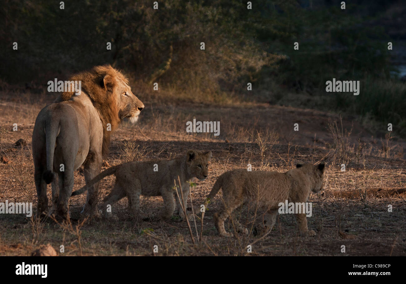 Two lion cubs with a large maned male Stock Photo