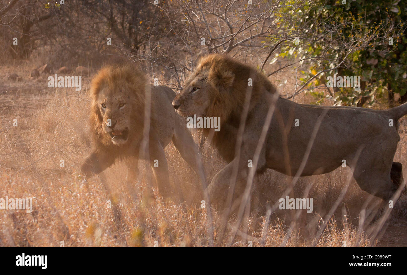 Two males lions fighting Stock Photo