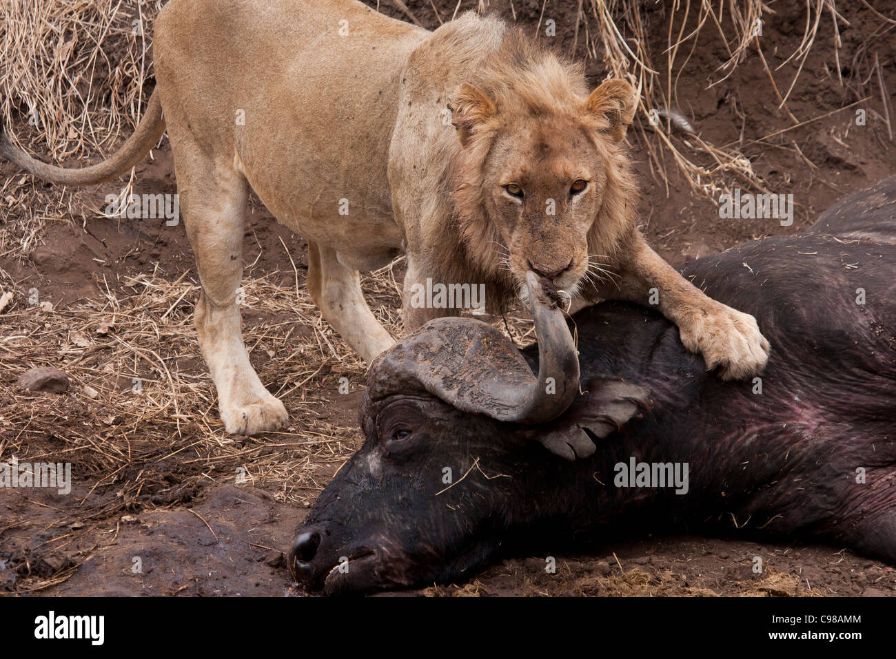 Young male Lion with buffalo kill Stock Photo - Alamy