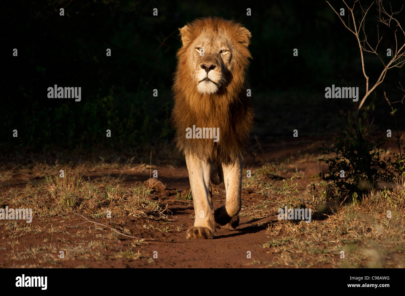 Male lion approaching from deep shade looking menacing Stock Photo