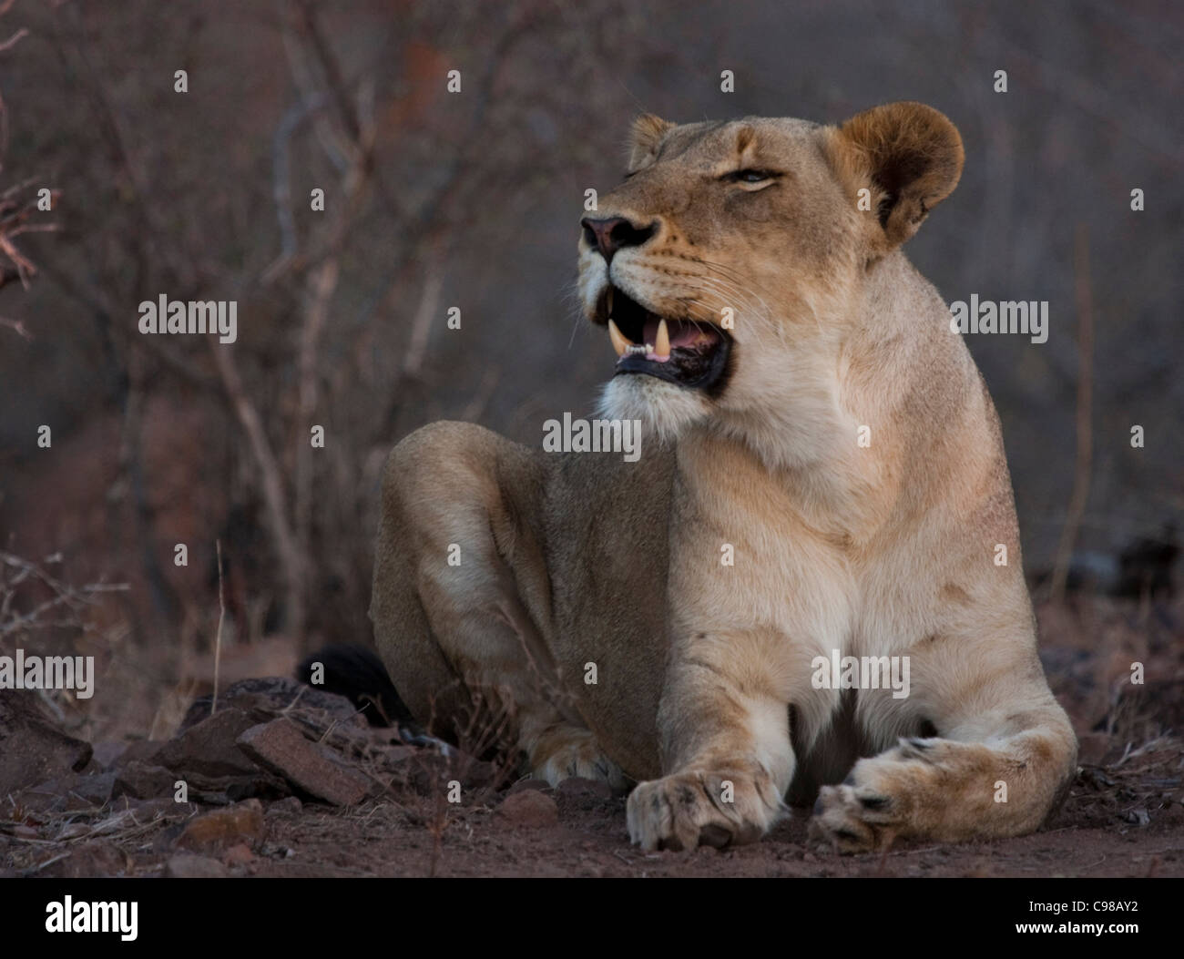 Lioness resting Stock Photo