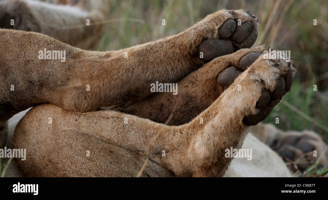 Close up of Lions paws Stock Photo