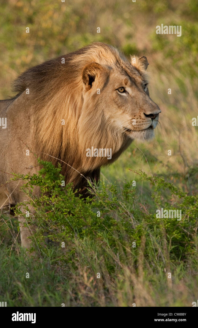 Portrait of a male Lion with wind-swept mane Stock Photo