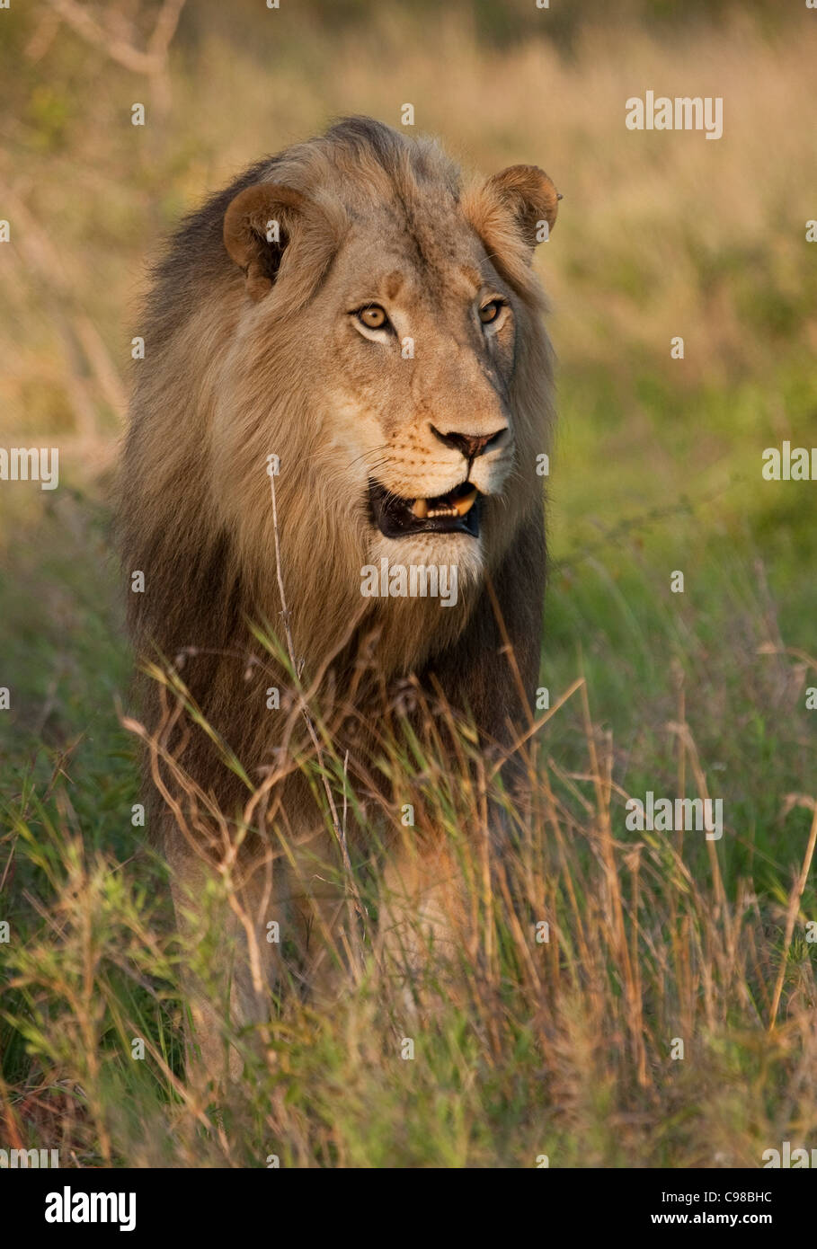 Portrait of a Lion with wind-swept mane Stock Photo