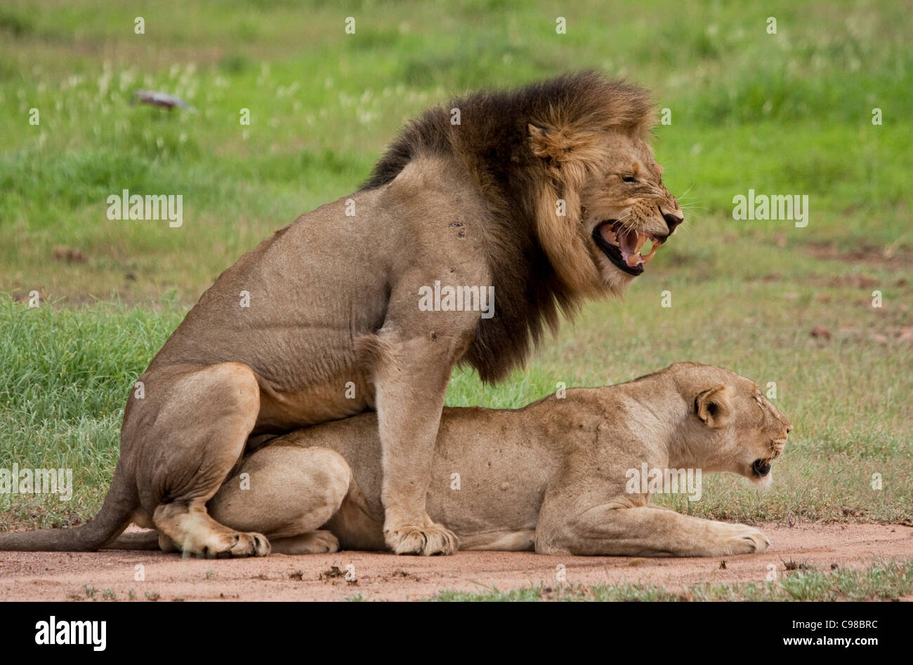 lions mating gif