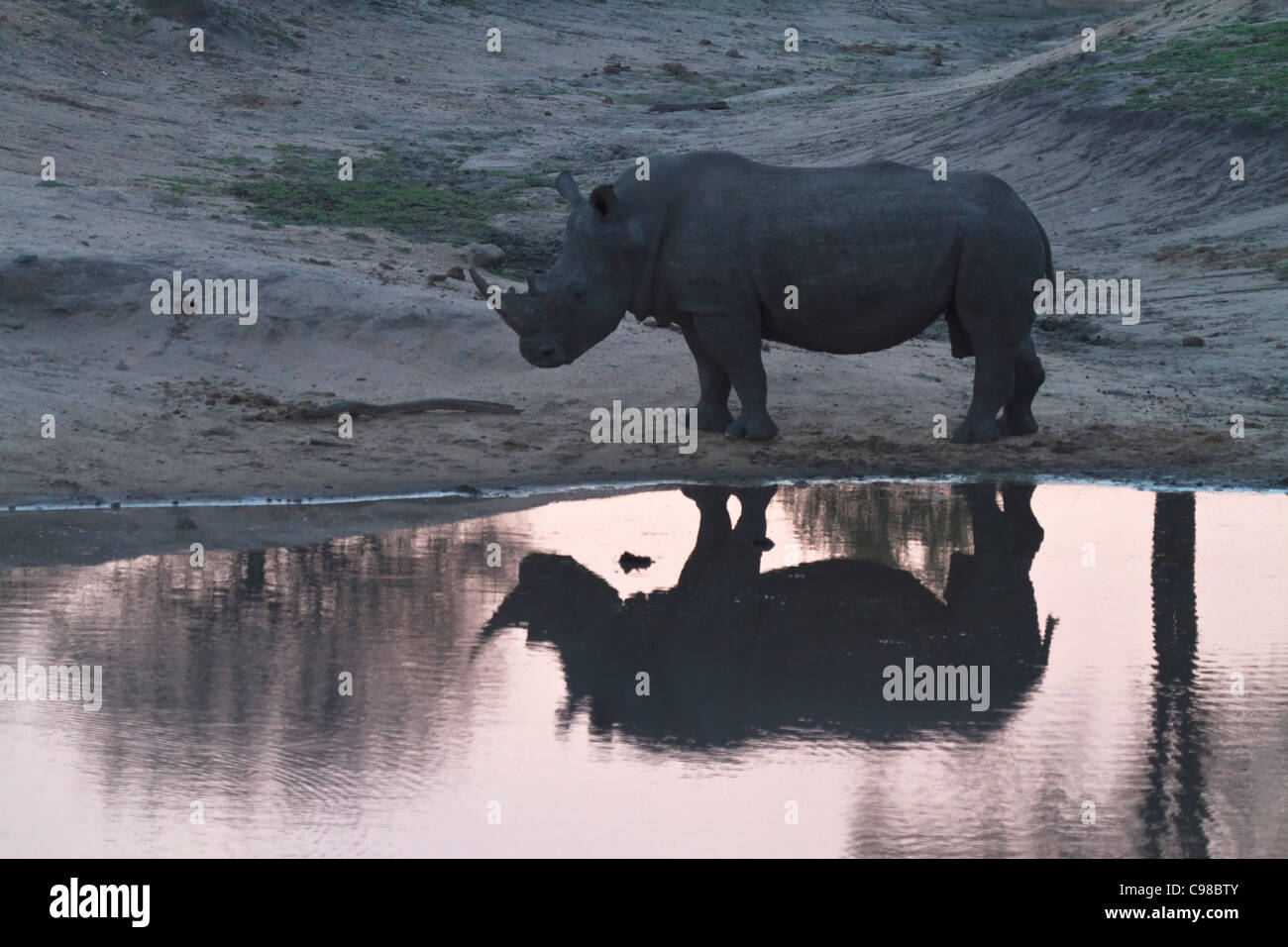 Male white rhino at a waterhole at dusk Stock Photo
