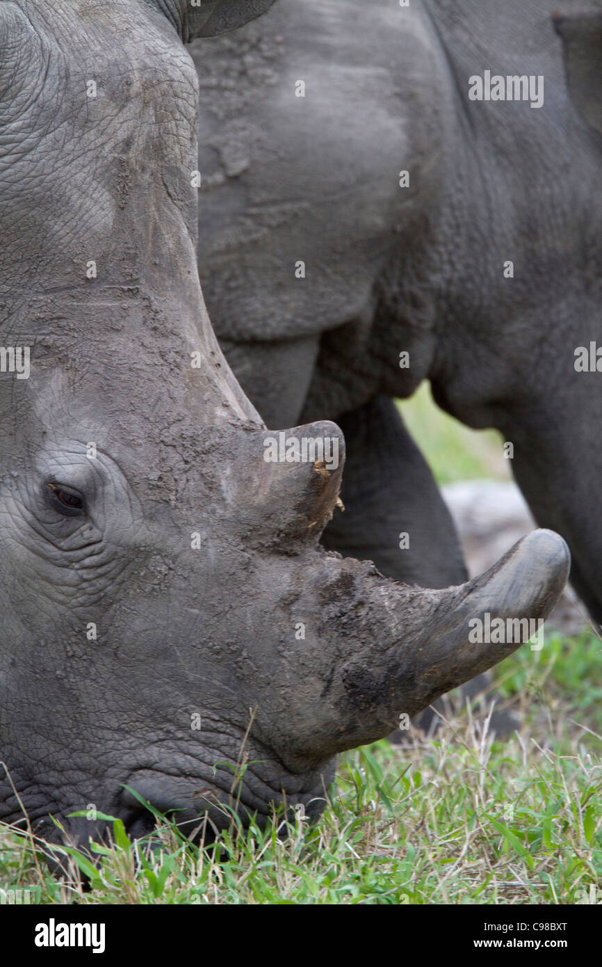 Tight portrait of a white rhino grazing Stock Photo