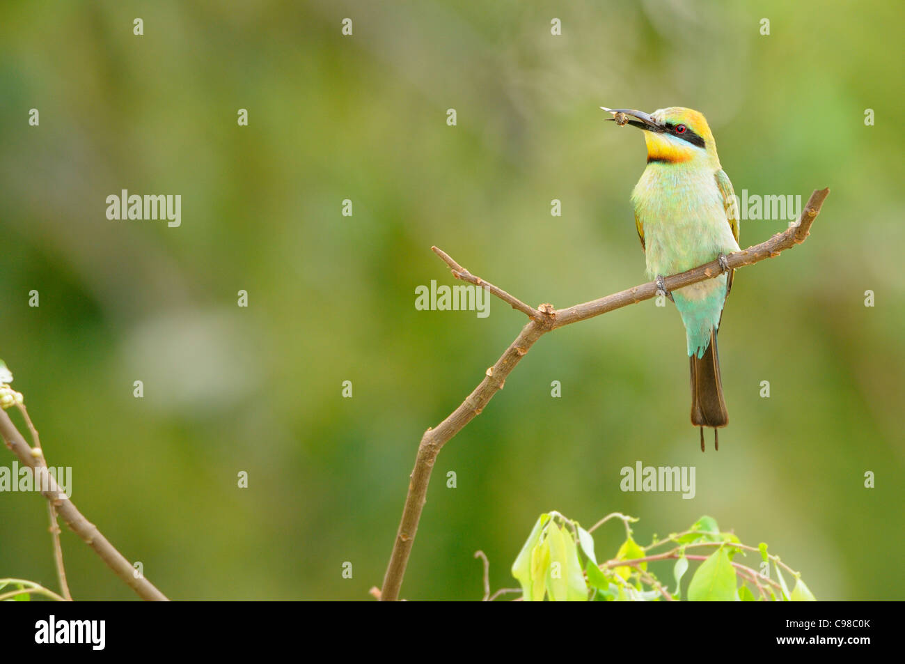 Rainbow Bee Eater Merops Ornatus Female With Food Photographed In Queensland Australia Stock