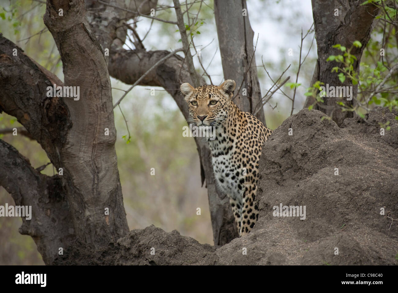 Leopard sitting on an anthill Stock Photo
