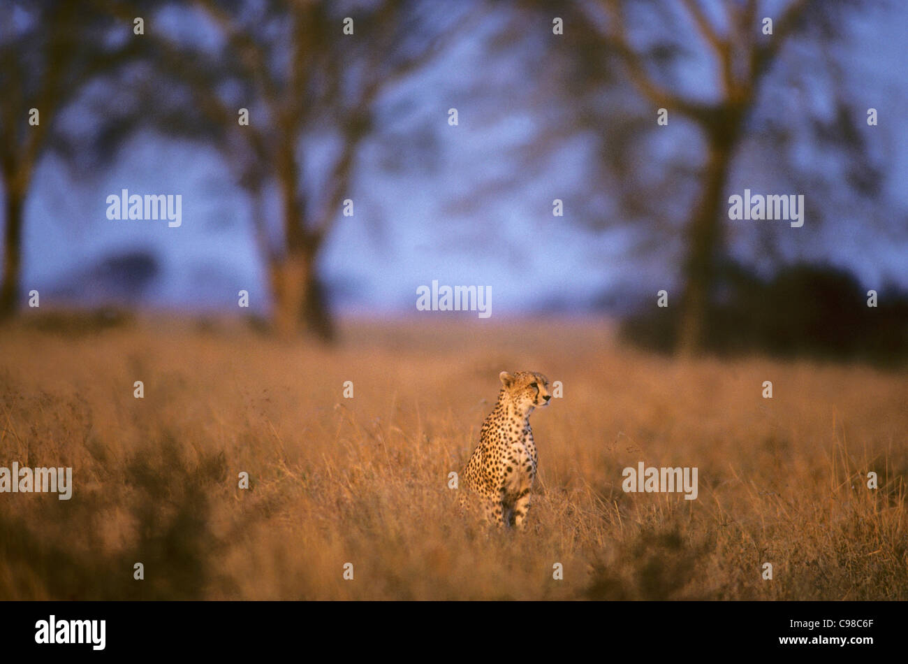 Cheetah (Acinonyx jubatus) Stock Photo