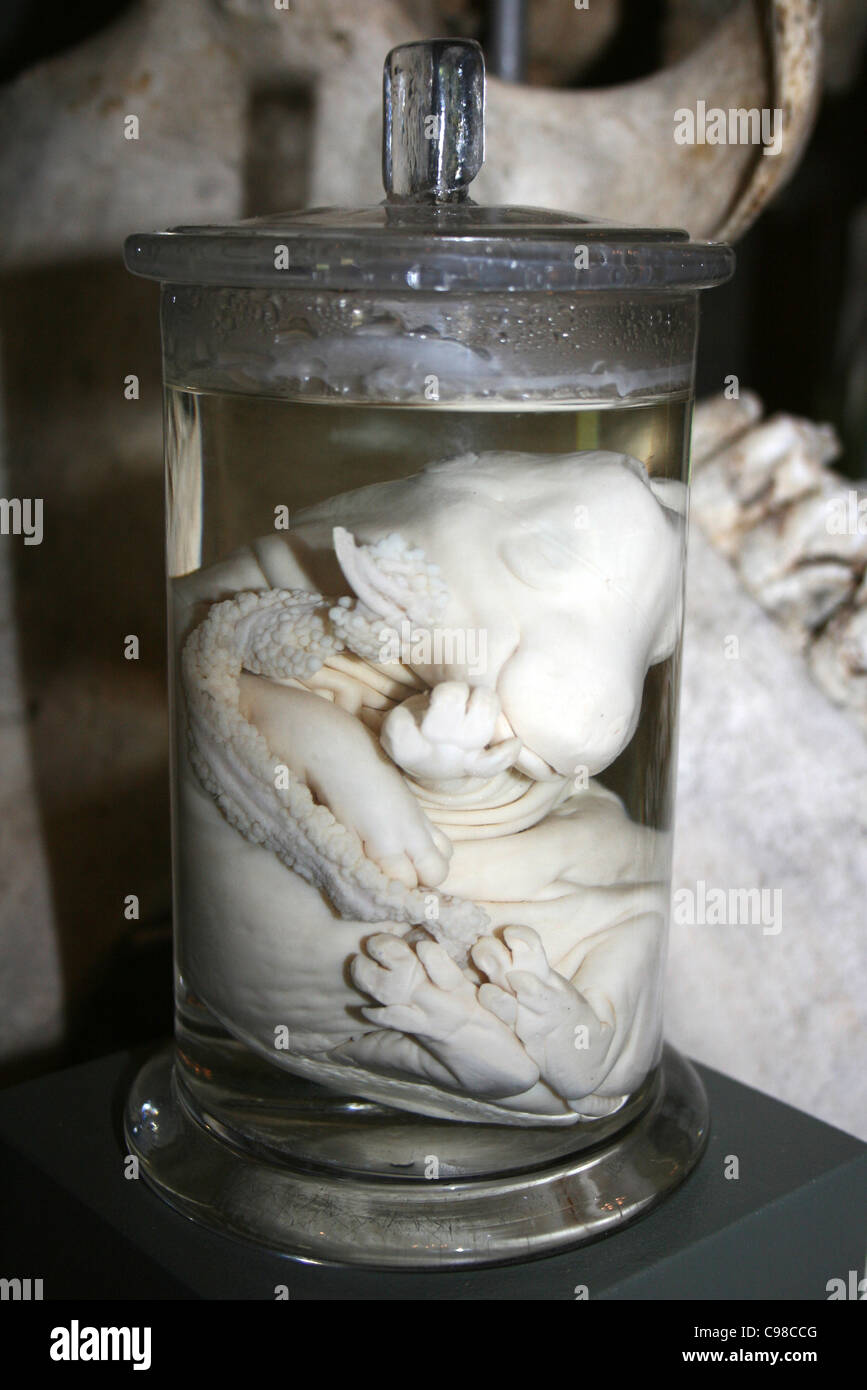 Hippo Foetus In A Glass Specimen Jar Stock Photo
