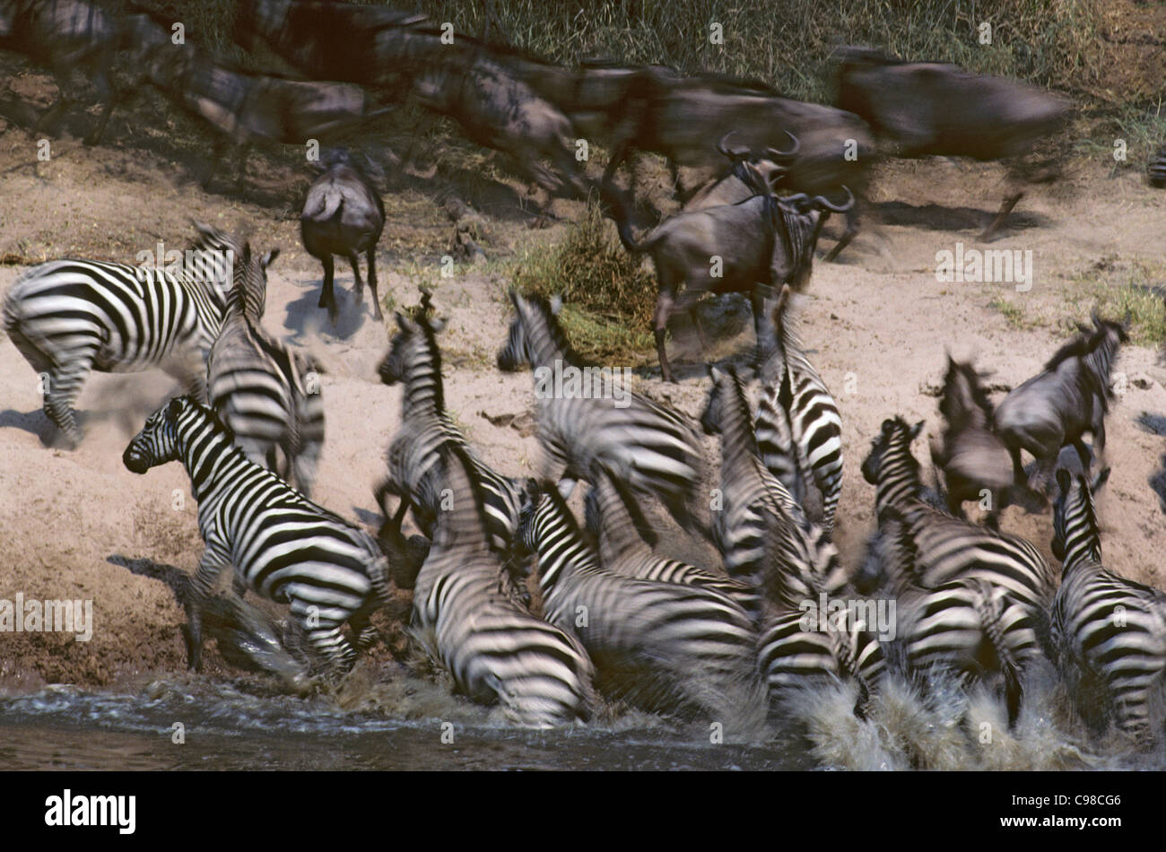 White bearded Wildebeest and Burchell's zebra fleeing Grumeti river Stock Photo