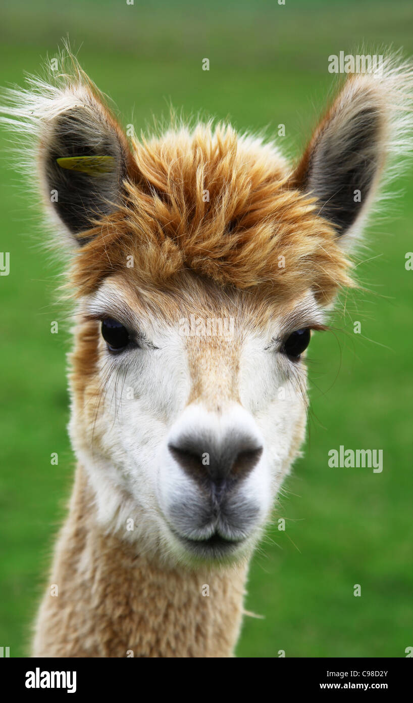 An alpaca (Vicugna pacos) staring at the camera Stock Photo