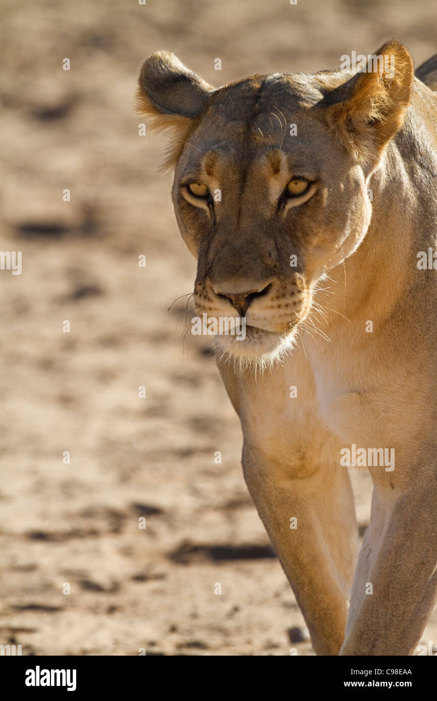 Tight portrait of a lioness walking Stock Photo