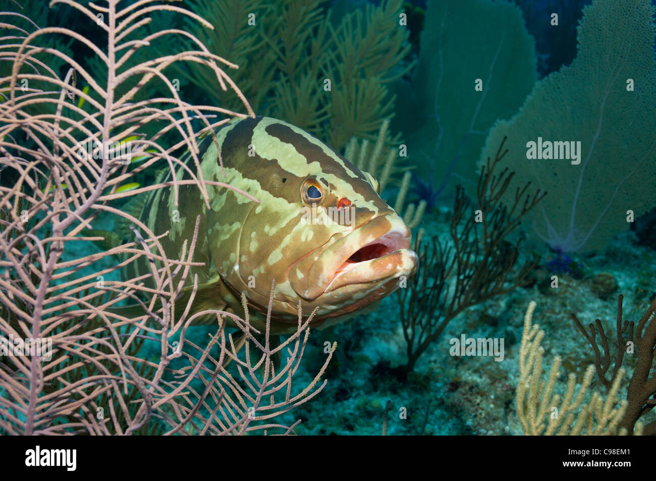 Wary Nassau grouper Stock Photo
