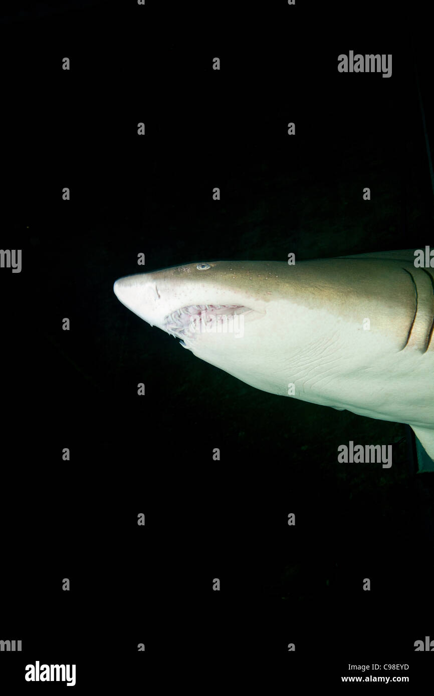 Lemon shark captivity Stock Photo