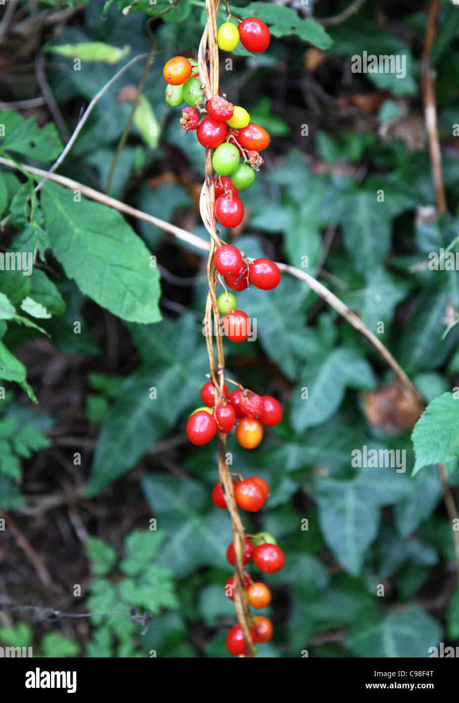 The red berries of the fruit of Black Bryony (Dioscorea communis) Stock Photo