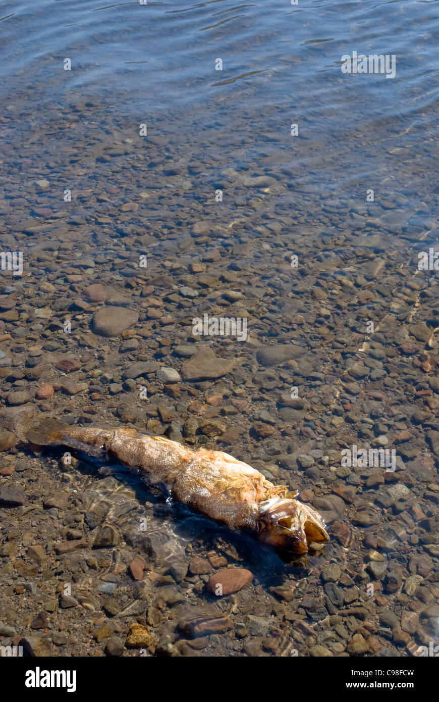 dead trout on lakeshore Stock Photo Alamy