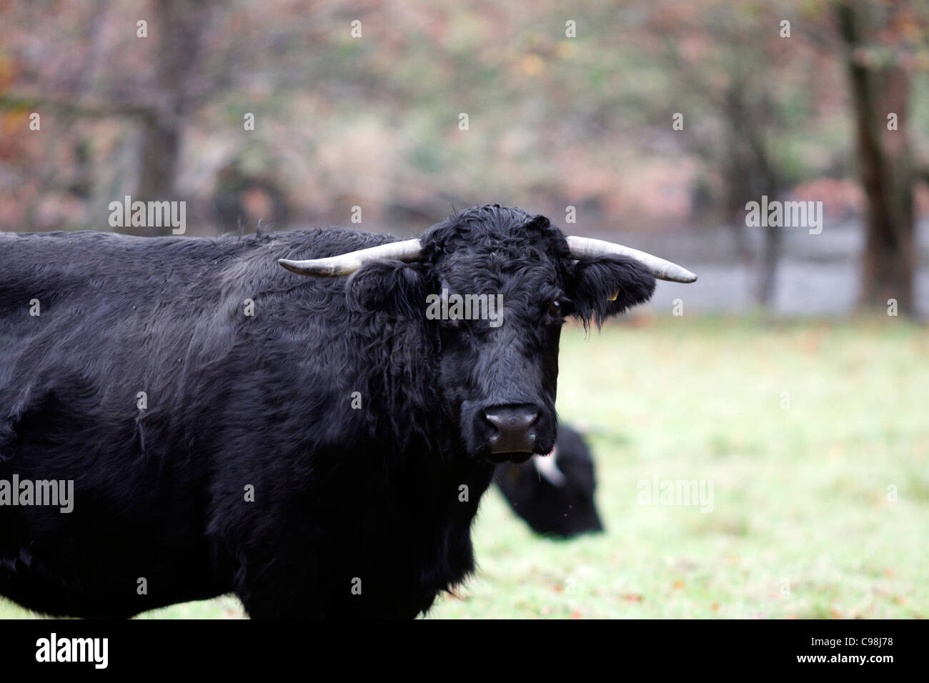 Welsh Black cattle - Beef Stock Photo