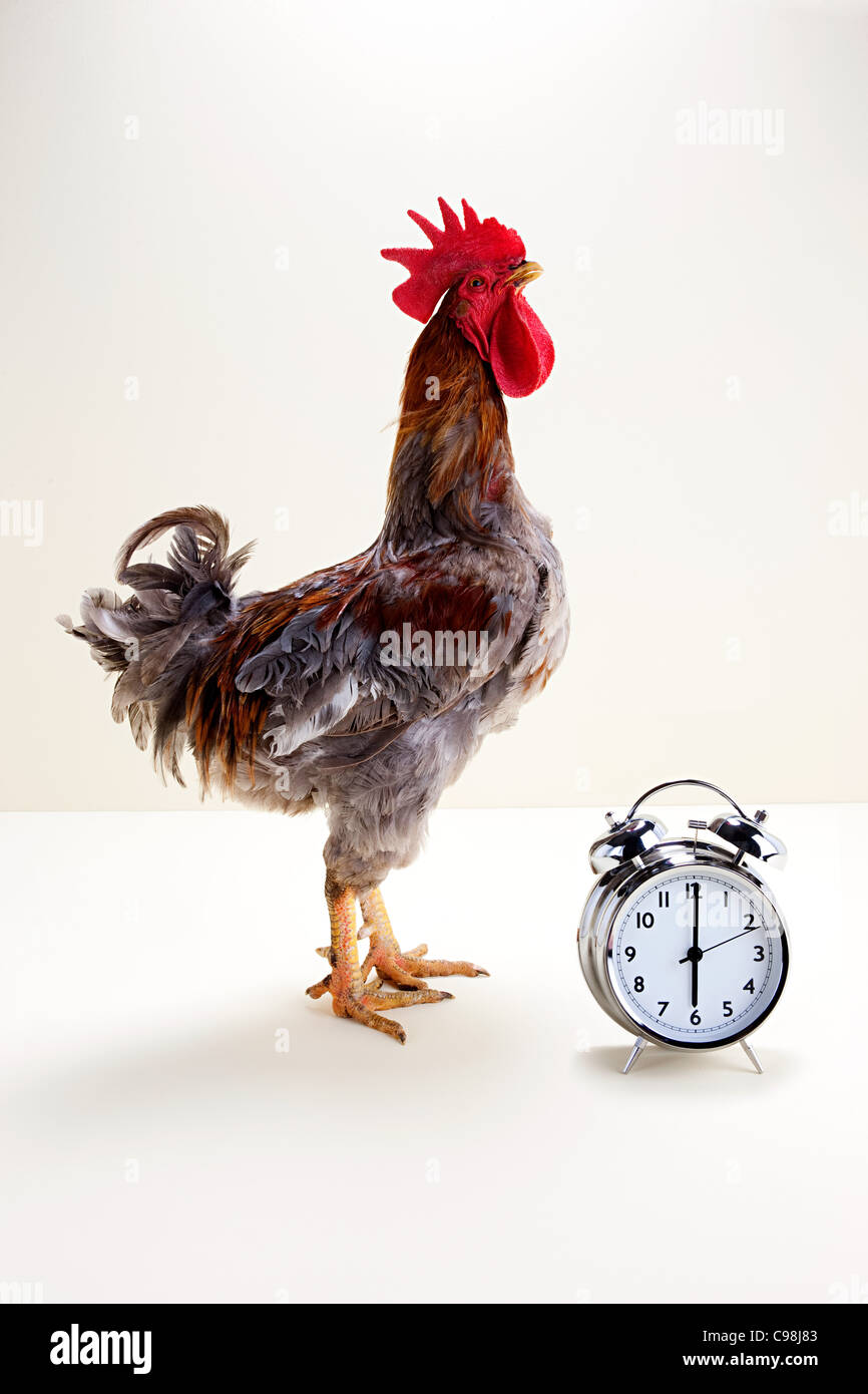 Rooster standing near alarm clock, studio shot Stock Photo Alamy