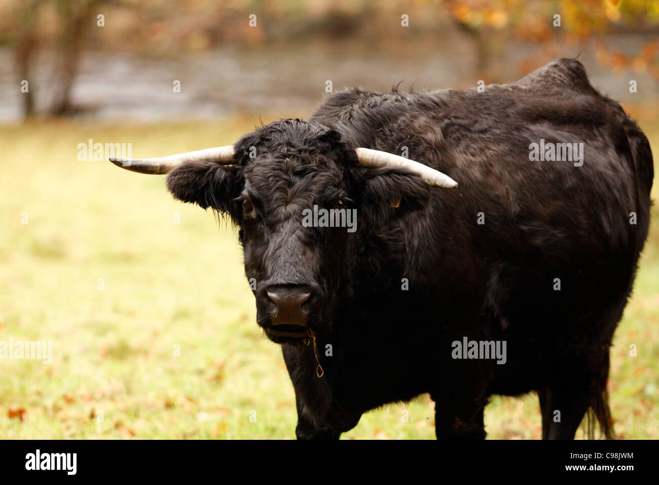 Welsh black cattle, cow. rare breeds Stock Photo