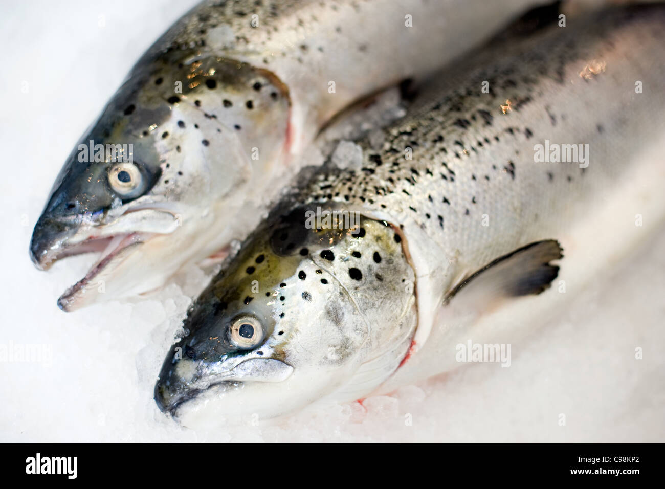 Two trout side by side on ice Stock Photo