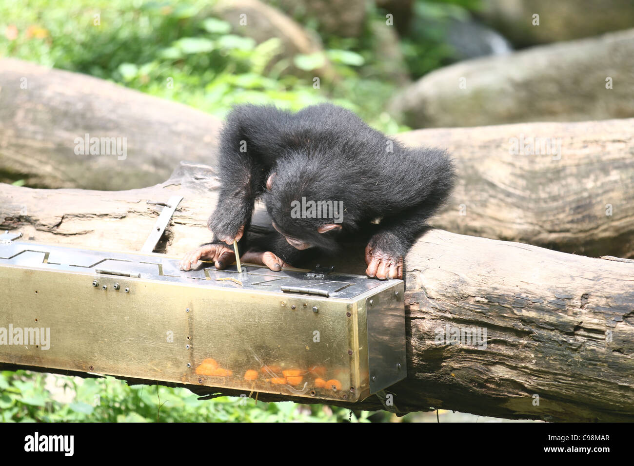 Chimpanzee using a stick to get food out of a box Stock Photo