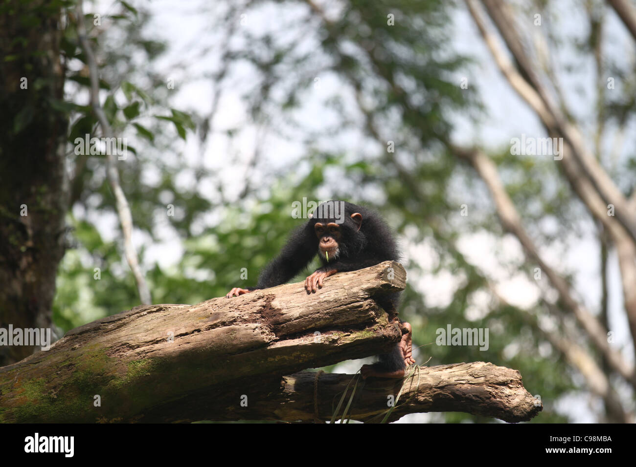 Chimpanzee exploring the wilderness of the forest Stock Photo