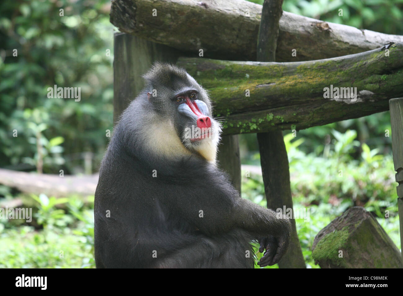 Mandrill Baboon with blue face and red nose Stock Photo