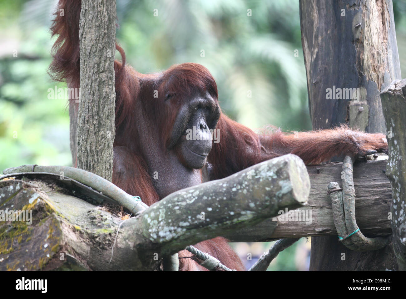 Adult Orang utan playing on a structure in the Singapore Zoo Stock Photo