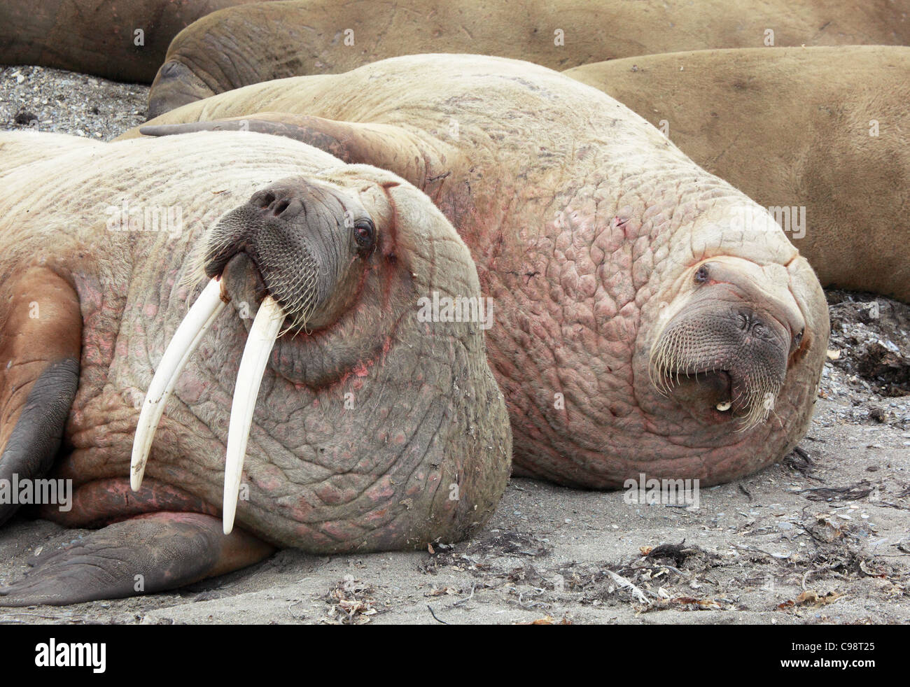 Walrus anatomy hi-res stock photography and images - Alamy