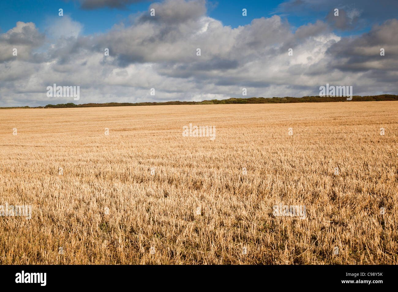 Stubble Field; after the harvest; Cornwall; UK Stock Photo - Alamy