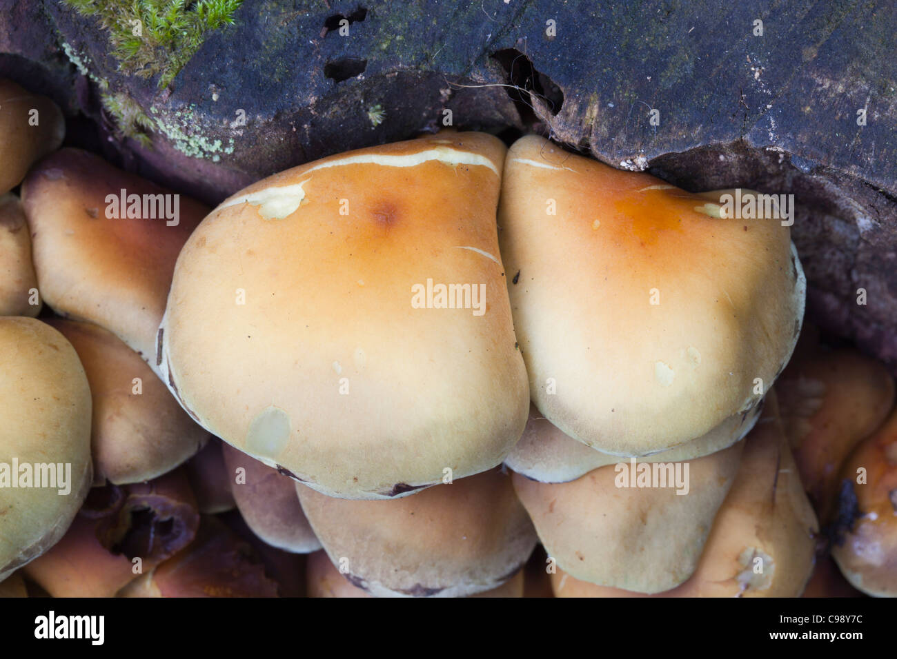 Sulphur Tuft; Hypholoma fasciculare; fungus; Cornwall; UK Stock Photo