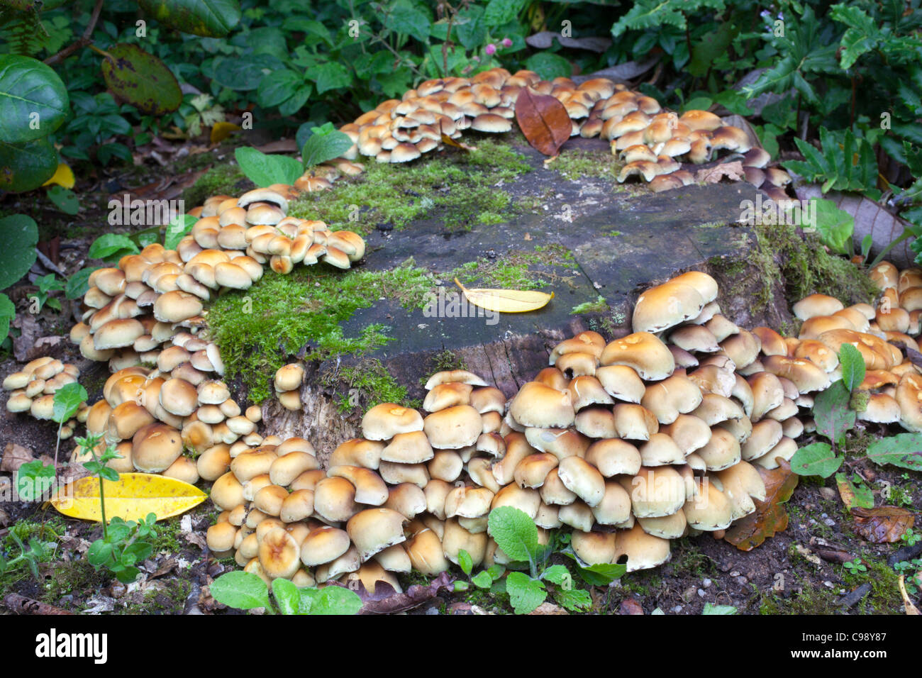 Sulphur Tuft; Hypholoma fasciculare; fungus; Cornwall; UK; on tree stump Stock Photo