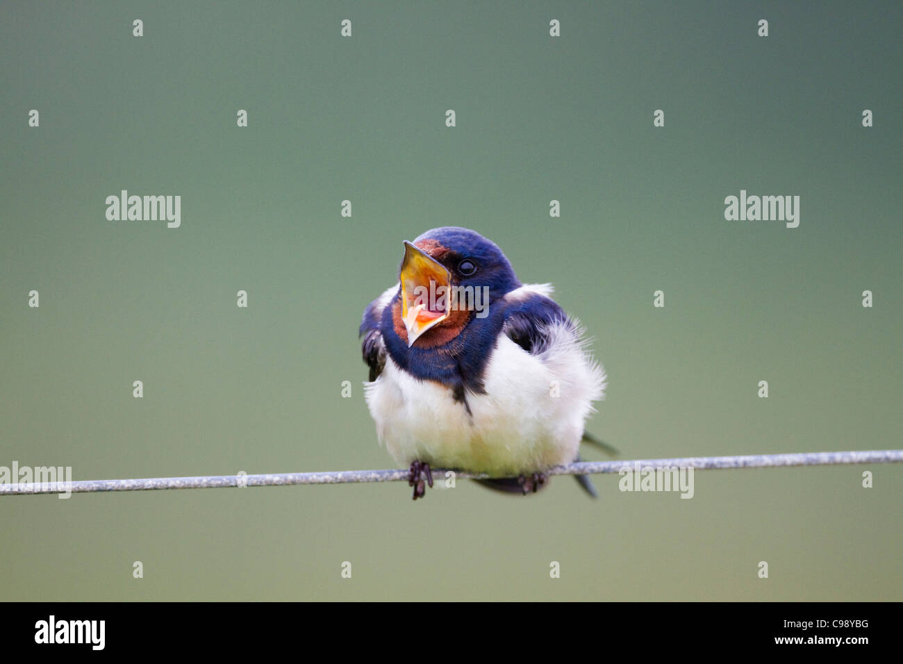 Swallow; Hirundo rustica; juvenile; on wire; calling; Cornwall; UK Stock Photo
