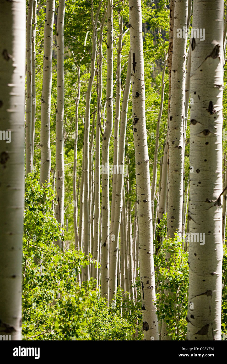 Forest of silver birch trees near Aspen, Colorado, USA Stock Photo Alamy