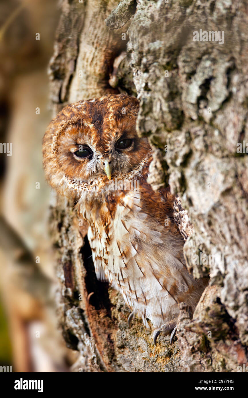 Tawny Owl; Strix aluco; UK Stock Photo