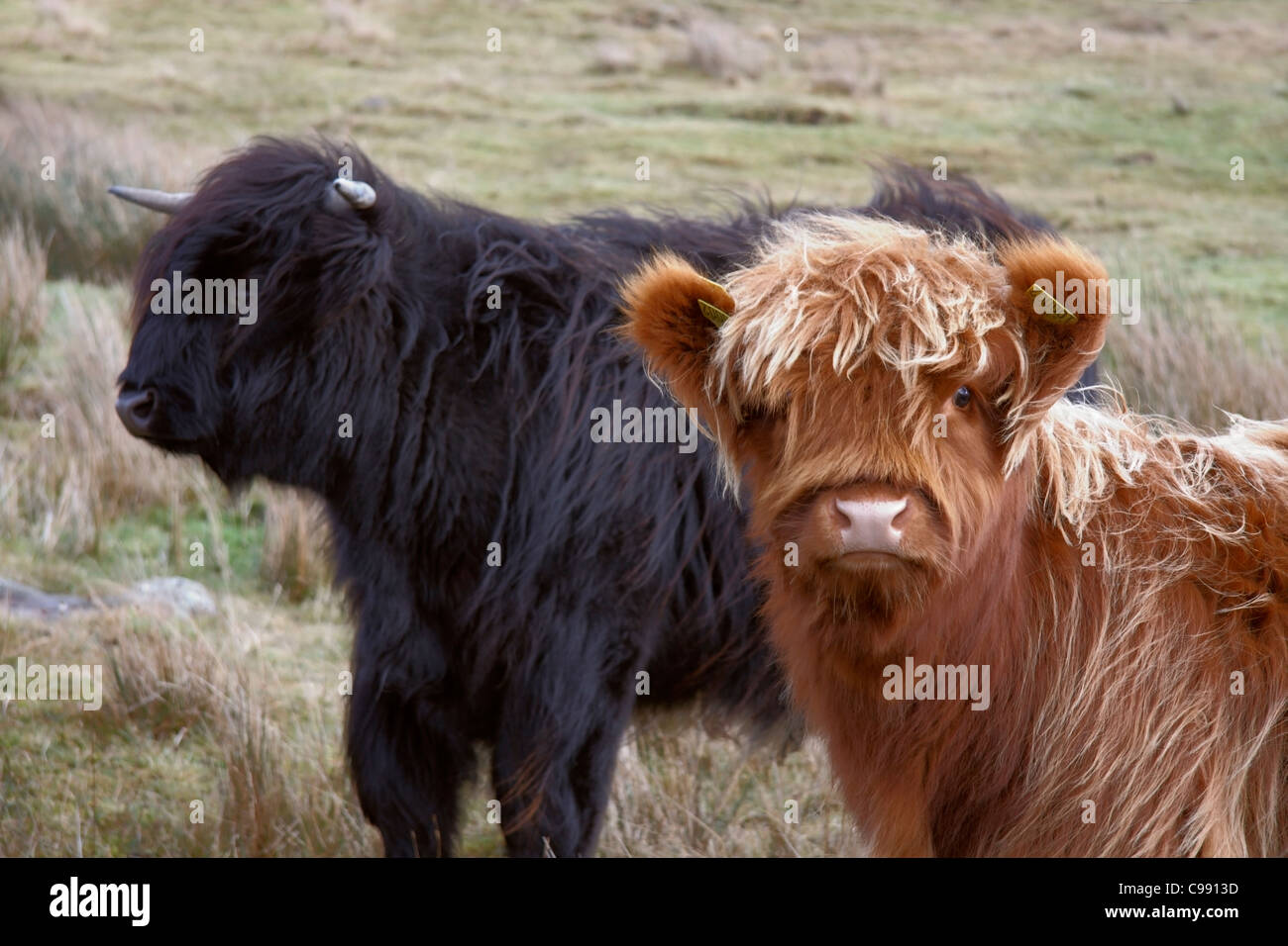 Long Haired Highland Cattle In Scotland Stock Photo 40151089 Alamy