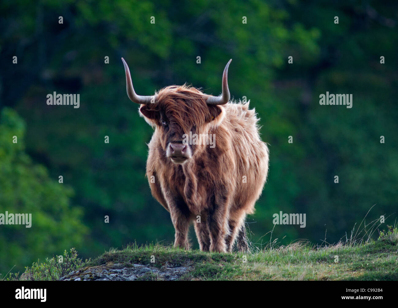 Highland Cow on the Isle of Mull.  SCO 7735 Stock Photo