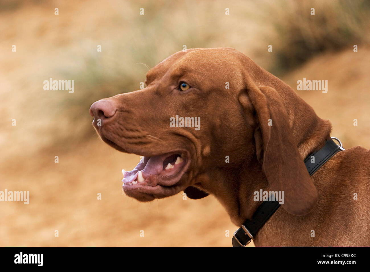 Rhodesian Ridgeback portrait Stock Photo - Alamy