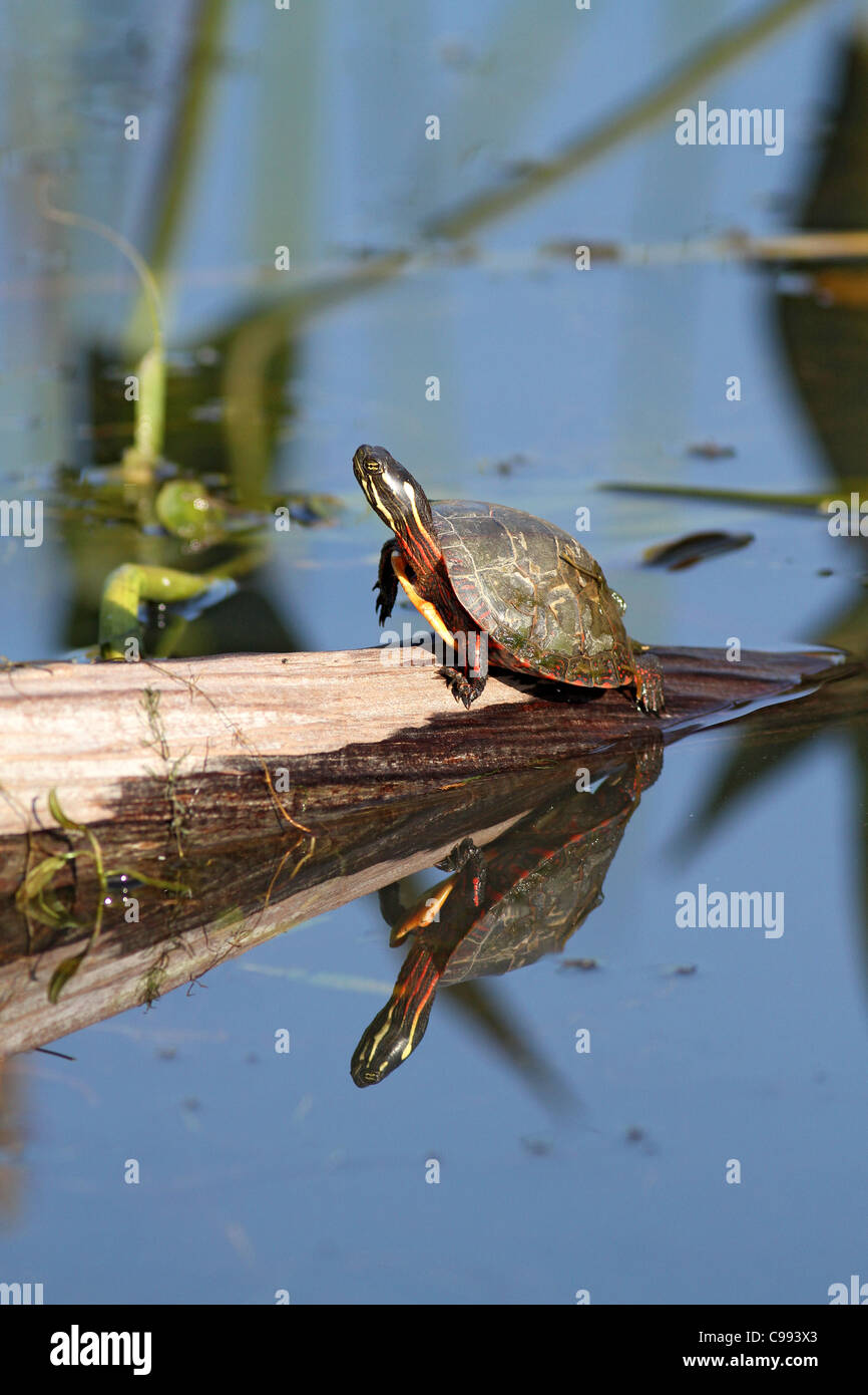 Painted turtle on log Stock Photo Alamy