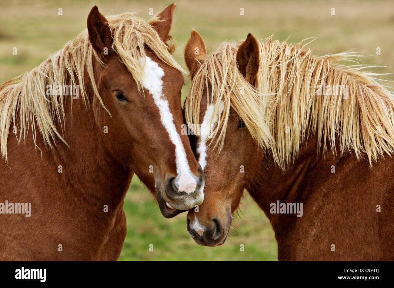 two coldblooded horses Stock Photo Alamy